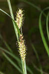 Shoreline sedge